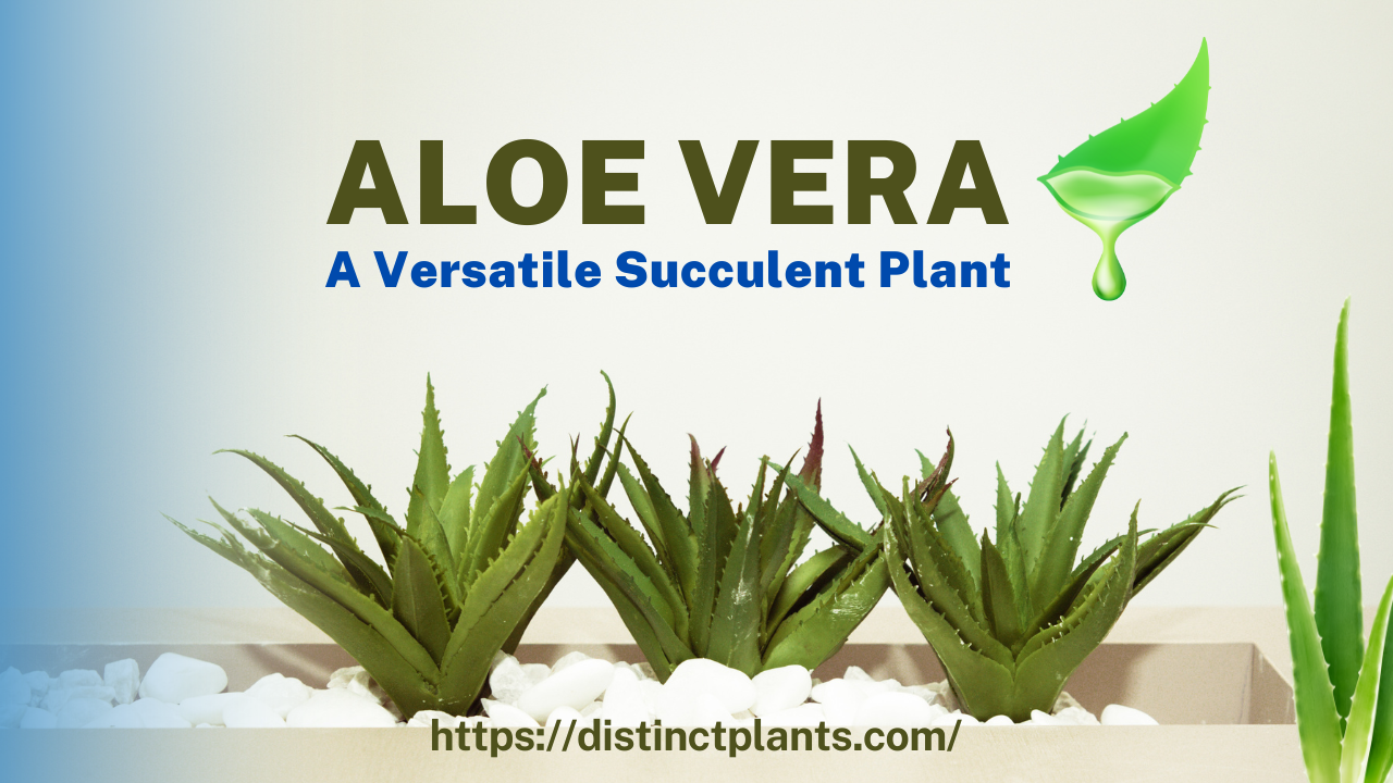 Aloe Vera: A Versatile Succulent Plant