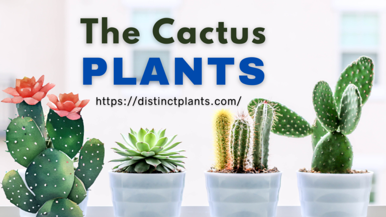 The Cactus Plant; An Immune System Booster
