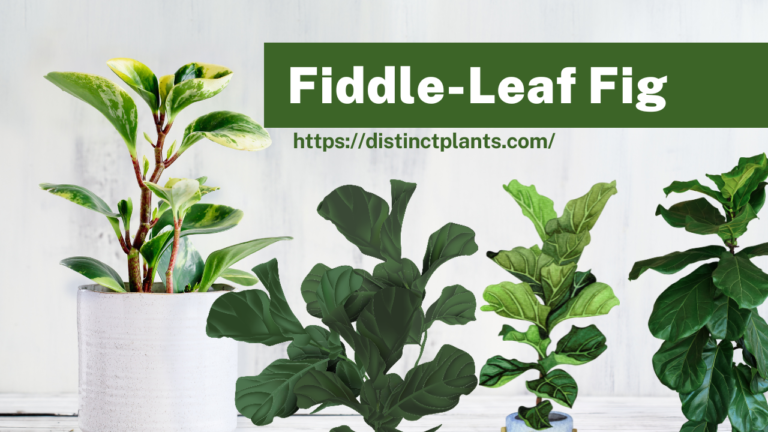 Fiddle Leaf Fig: A Green Masterpiece for Indoors