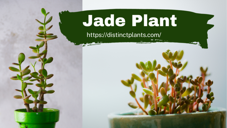 Jade plant: A Lucky Arboreal
