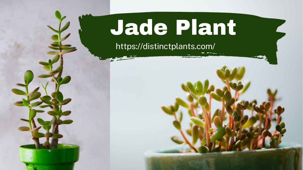 Jade plant