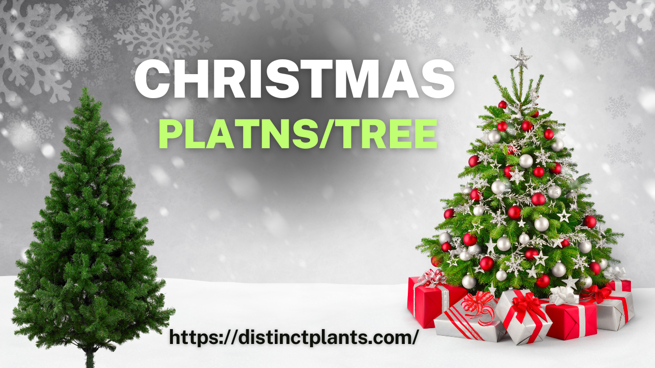 Christmas Plant: Symbol of Beauty and Unity