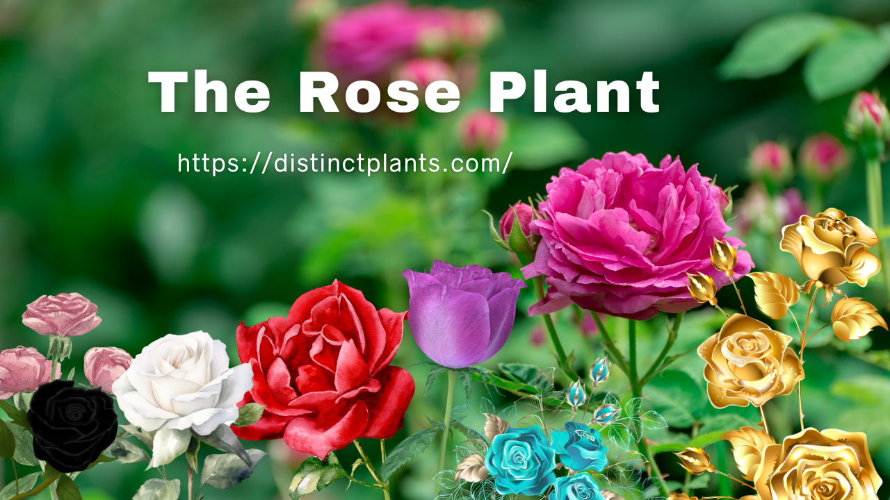 the rose plant