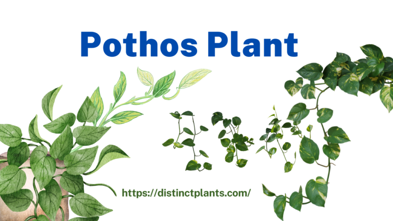 Pothos Plant: A Guide for Green journey