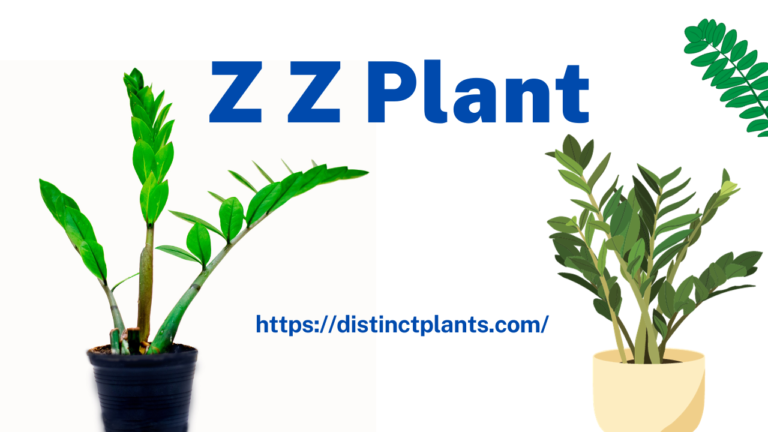ZZ Plant: How to grow and care