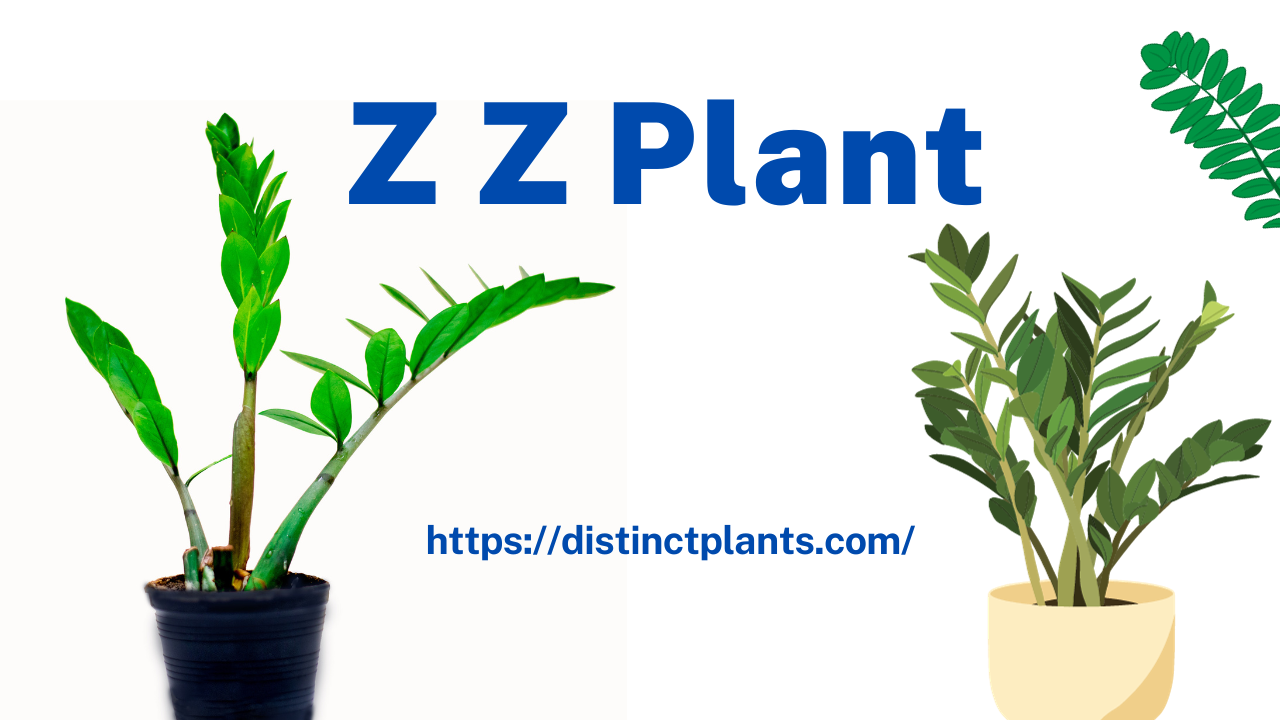 ZZ plant