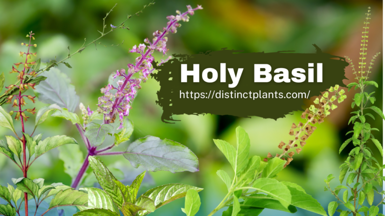 Holy Basil: An Auspicious Plant of Divine Aroma