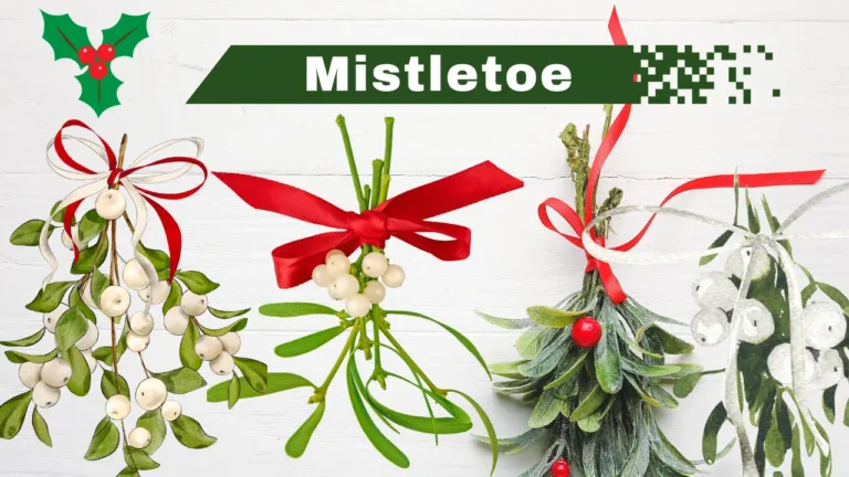 Mistletoe: A Plant Associated with Christmas  