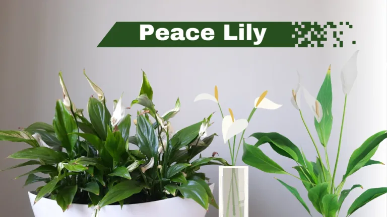 Peace lily: A Graceful Air Purifier