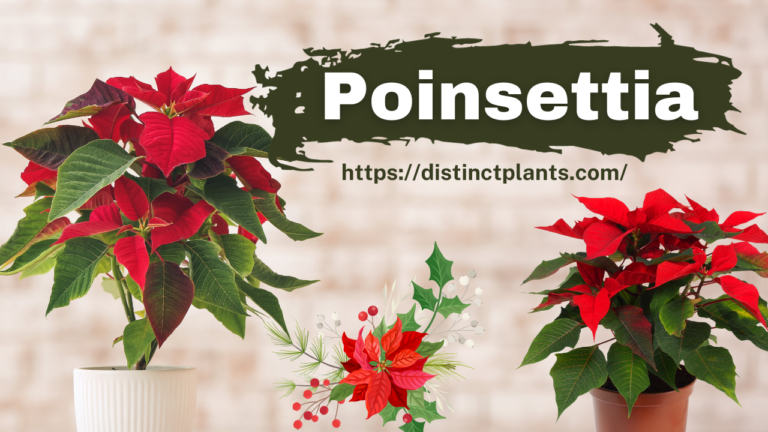 Poinsettia: A Plant of Unique Aesthetic Beauty