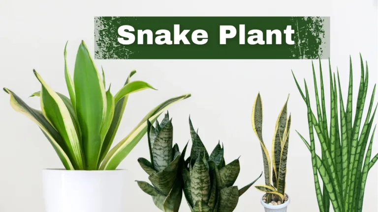 Snake plant: A Superhero of Indoor Greenery