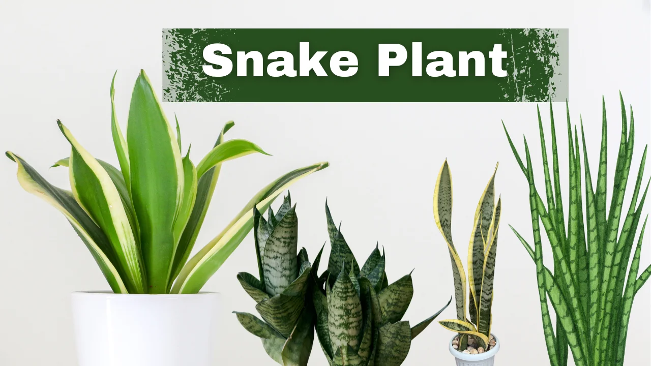 Snake Plant