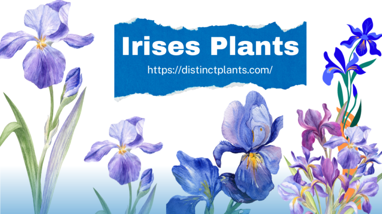 Irises: Flowering Plants of Stunning Beauty