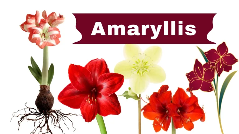 Amaryllis: A bulbous Plant of Christmas
