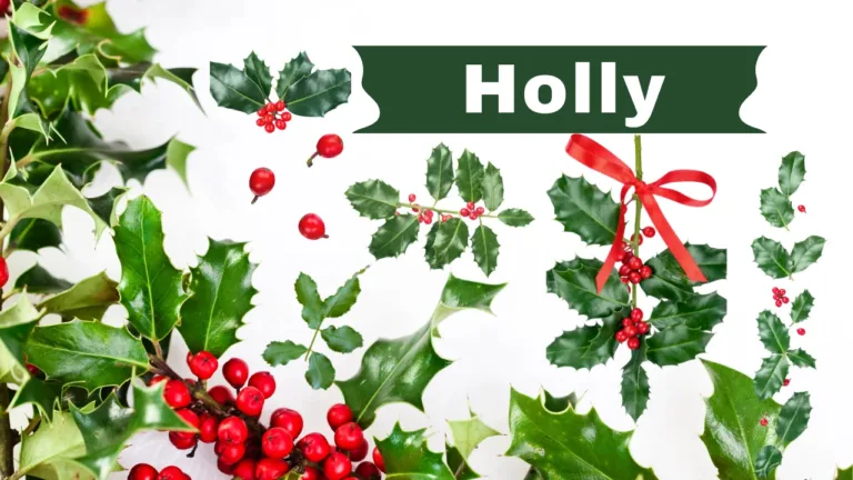 Holly: A Plant Associated with Christmas