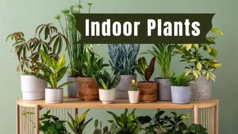 Indoor Plants: Source of Aesthetic Beauty