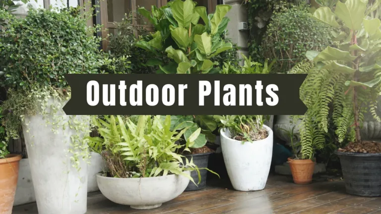 Outdoor plants: Vibrant Blooms for Lawns and Gardens