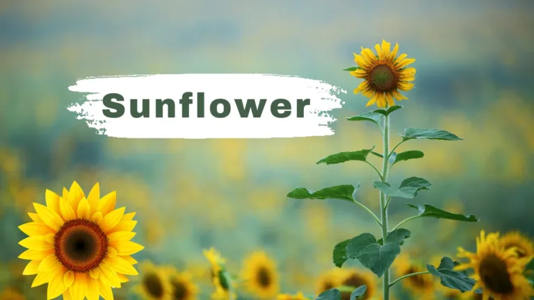 Sunflower: A Plant of Golden Petals